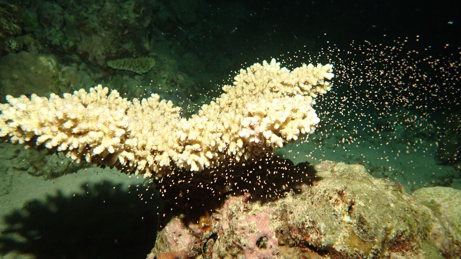 Great Barrier Reef explodes into life in 'magical' spawning event